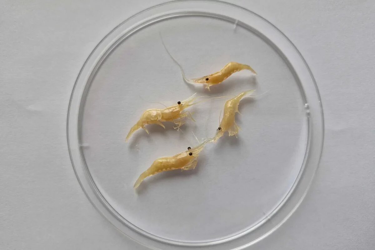    Фото пресс-службы Южного филиала ГНЦ РФ ФГБНУ «ВНИРО»