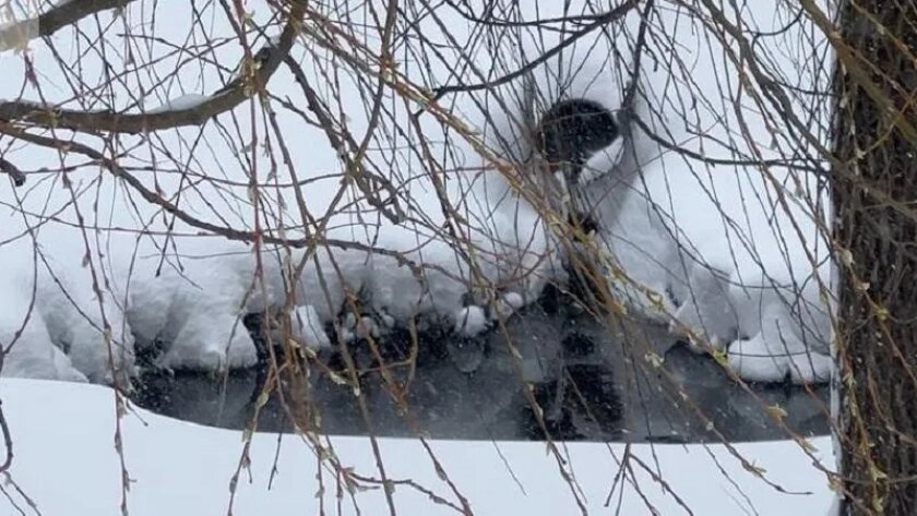    Фото: Минэкологии МО