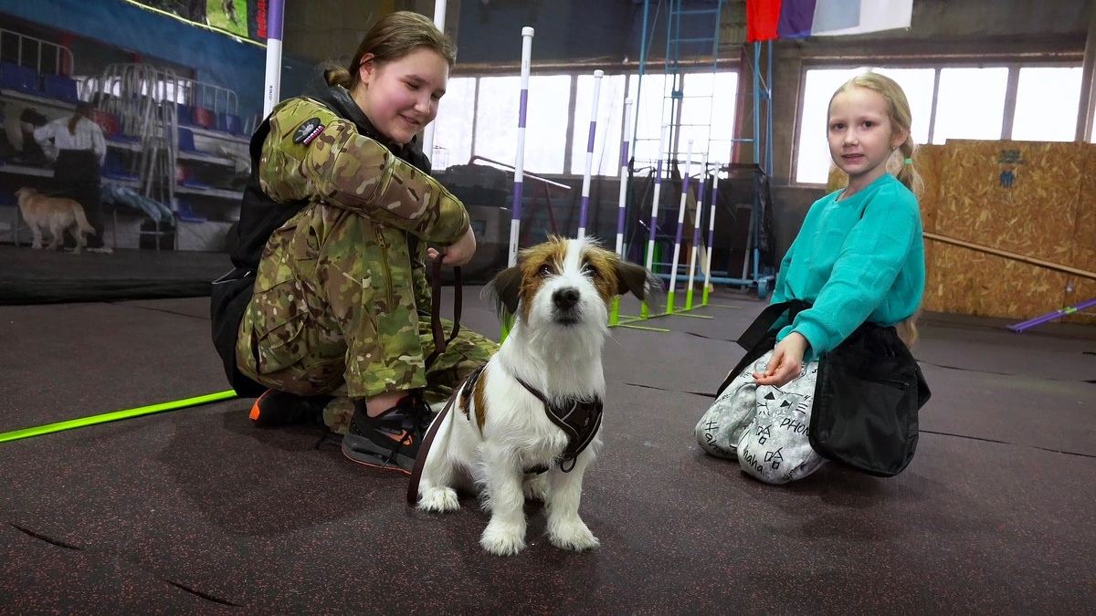    Помогут воспитать хвостатого друга - в Нижневартовске работает клуб юного собаковода