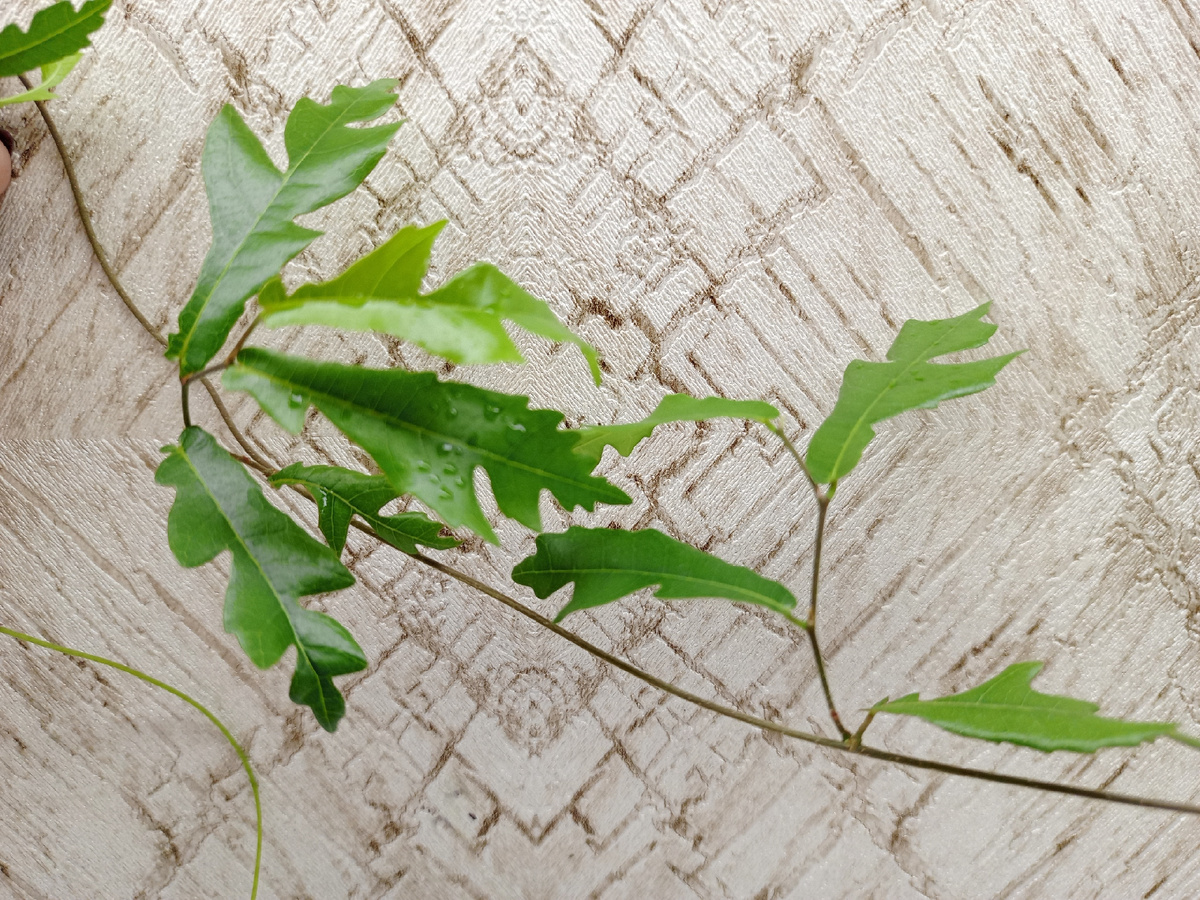 Побег фикуса Kamboji