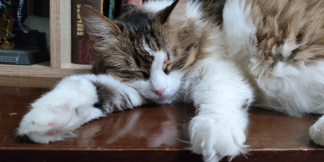 Котики смешить спешат, нас повеселить хотят! (смешные картинки к пятнице)