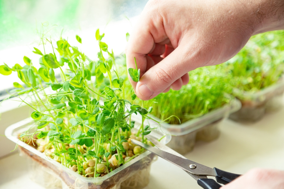    Shutterstock/FOTODOM