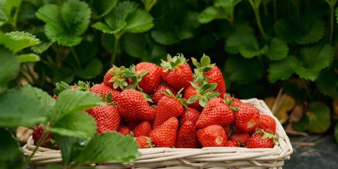 КЛУБНИКА ВЕСНОЙ: ЧТО ДЕЛАТЬ СРАЗУ ПОСЛЕ СХОДА СНЕГА — ПОДРОБНАЯ ИНСТРУКЦИЯ