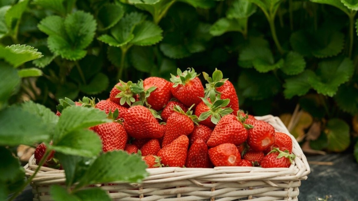 КЛУБНИКА ВЕСНОЙ: ЧТО ДЕЛАТЬ СРАЗУ ПОСЛЕ СХОДА СНЕГА — ПОДРОБНАЯ ИНСТРУКЦИЯ