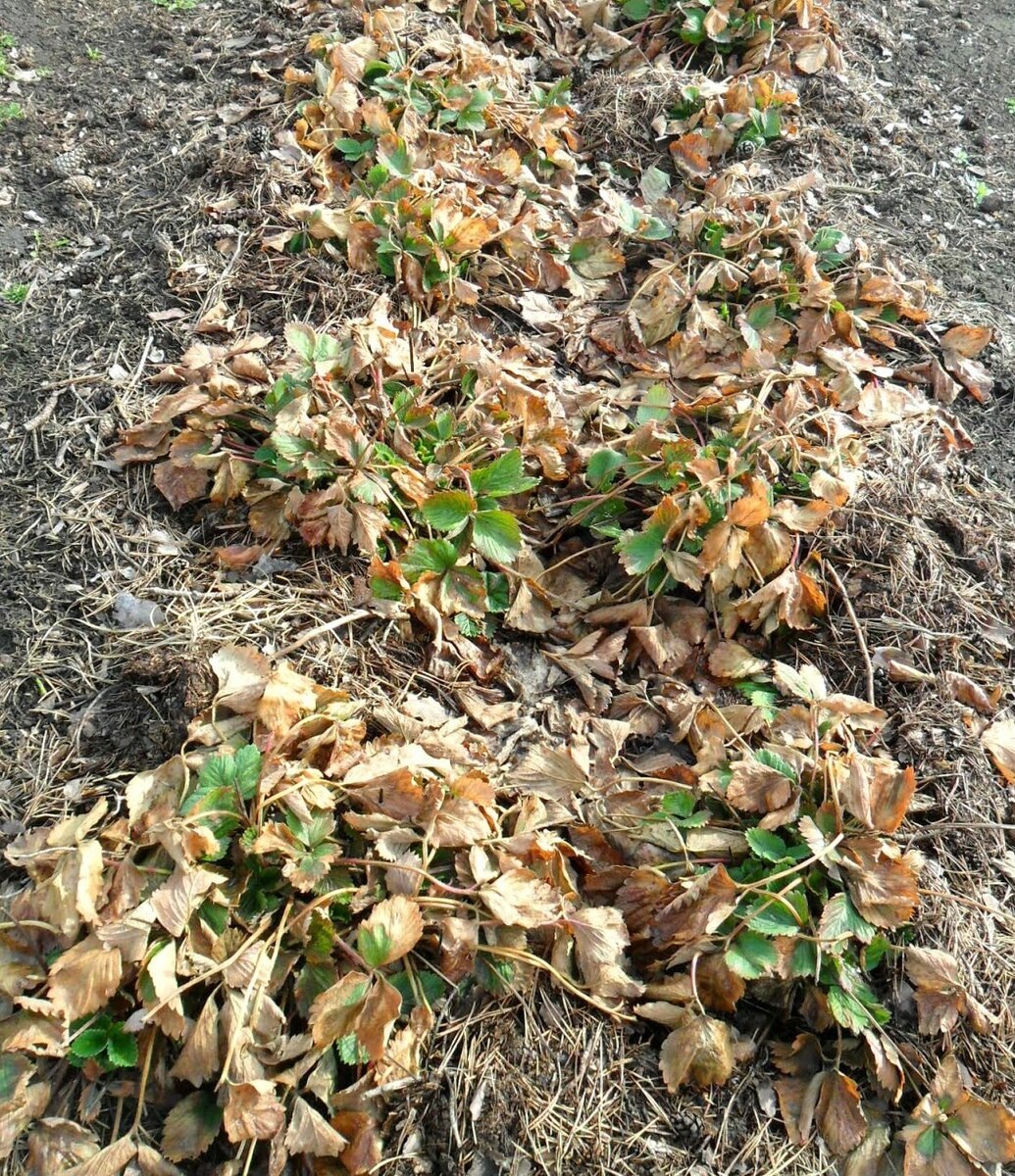 Шаг 2. Проводим ревизию кустов