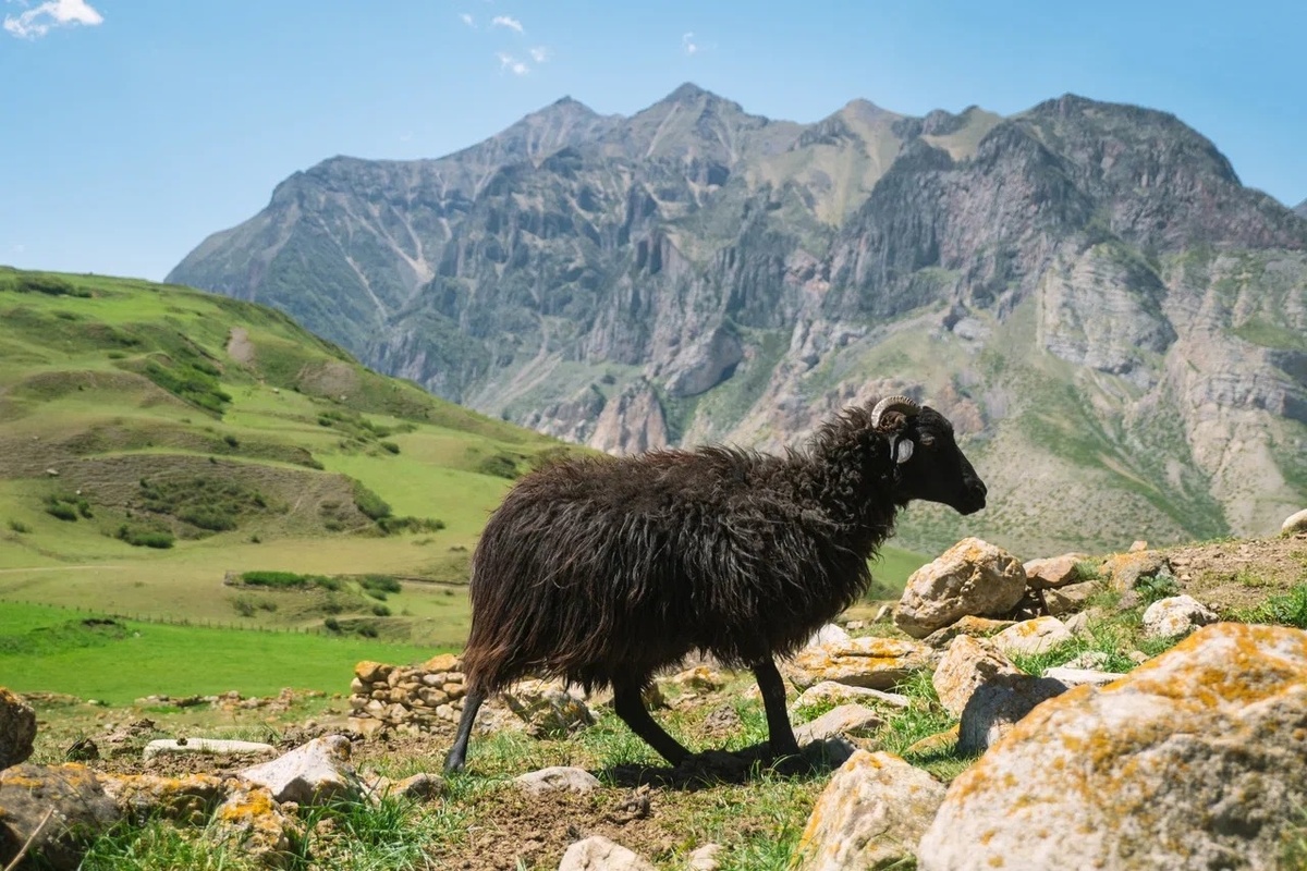 Карачаевская