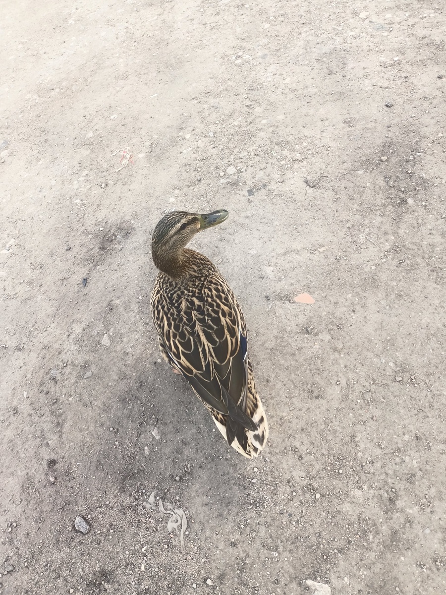 Утка для украшения статьи.