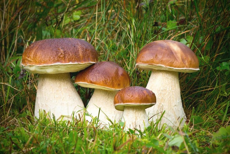 Создаём свой грибной уголок: секреты выращивания лесных грибов на даче и приусадебном участке