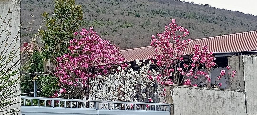 Магнолия - маленькое чудо