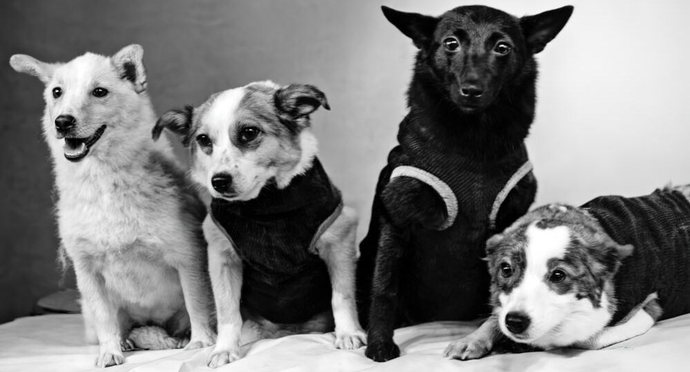 Белка, Стрелка и другие… Чернушка и Звёздочка