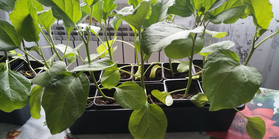 Уход за рассадой баклажанов перед высадкой в открытый грунт.