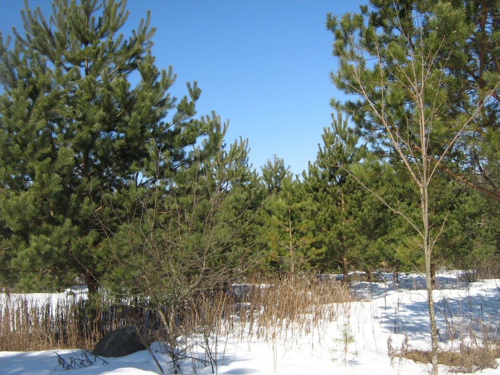 Более 515 га сельхозземли изъято в Тверской области по материалам Россельхознадзора