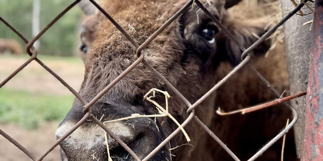 Хозяин или браконьер