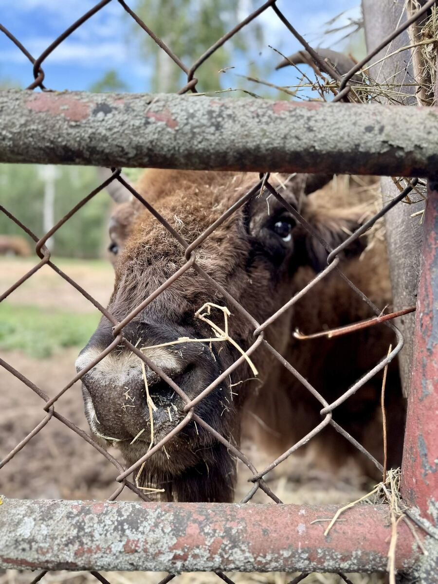 Заповедник в Рязанской области