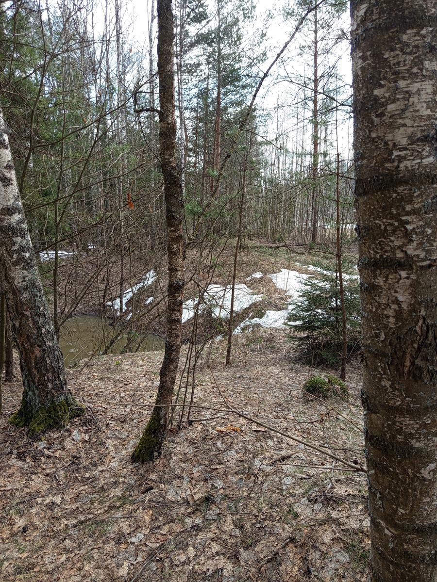 Первое место. Сосновые биотопы

