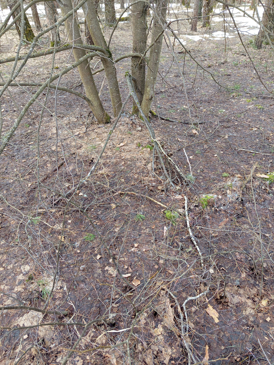 Взрослые липы любимые сморчковой шапочкой.