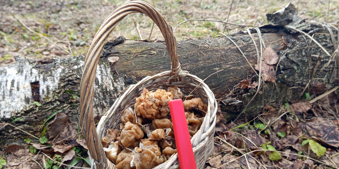 Открытие грибного сезона в Подмосковье. 01.04.2026. Он сказал: "Поехали!"