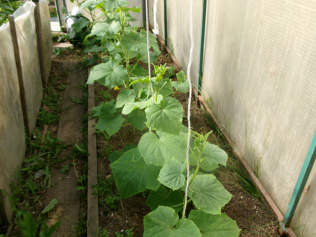 фото автора  чехол и теплая грядка