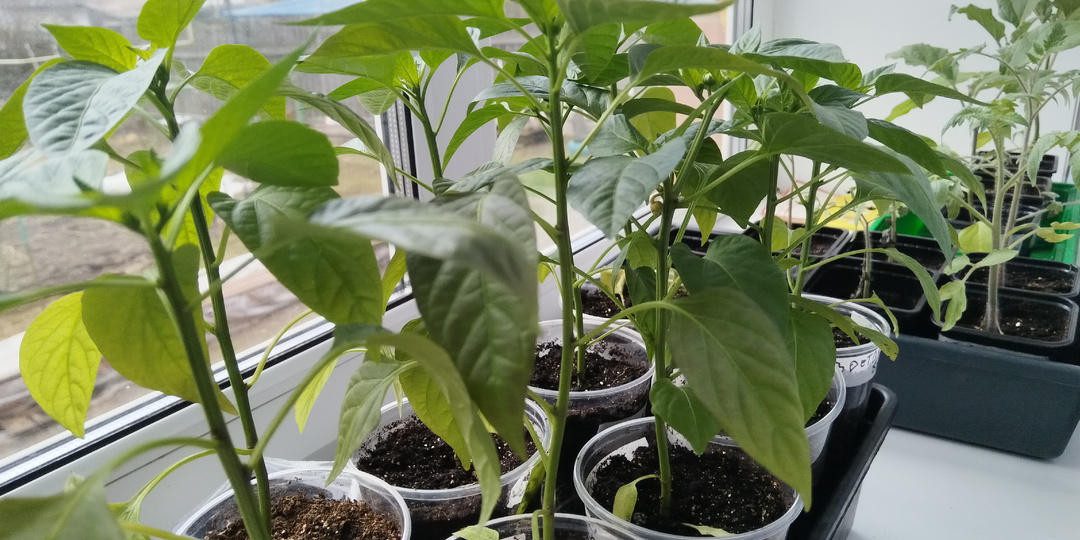 Уход за рассадой перцев перед высадкой в открытый грунт.