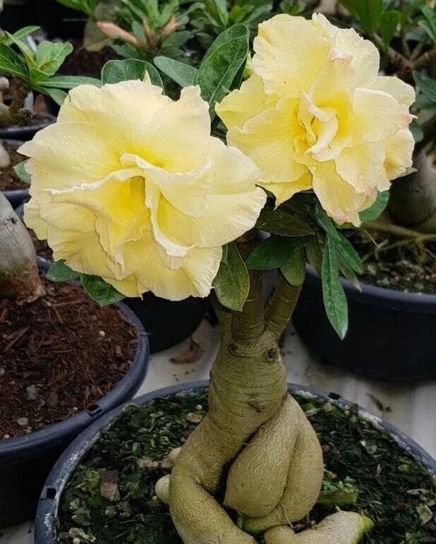 Фото из интернета.