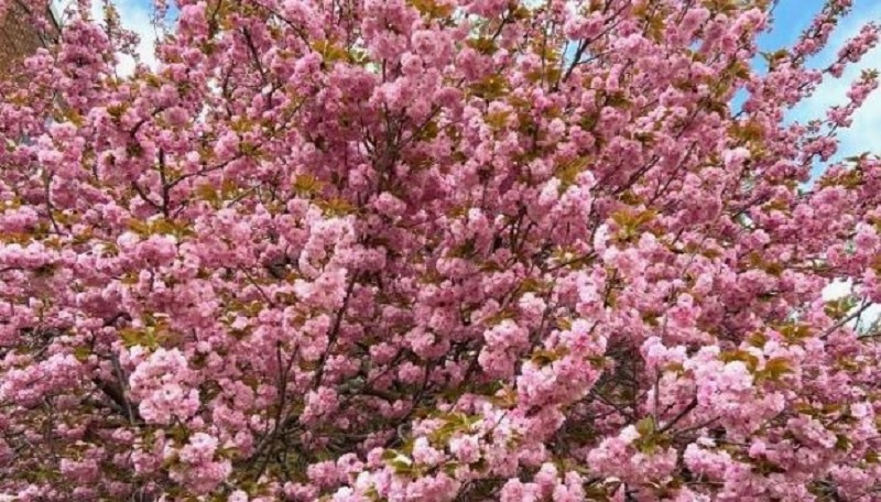 Вишня цветет — тля тут как тут: чем обработать, чтобы не остаться без ягод