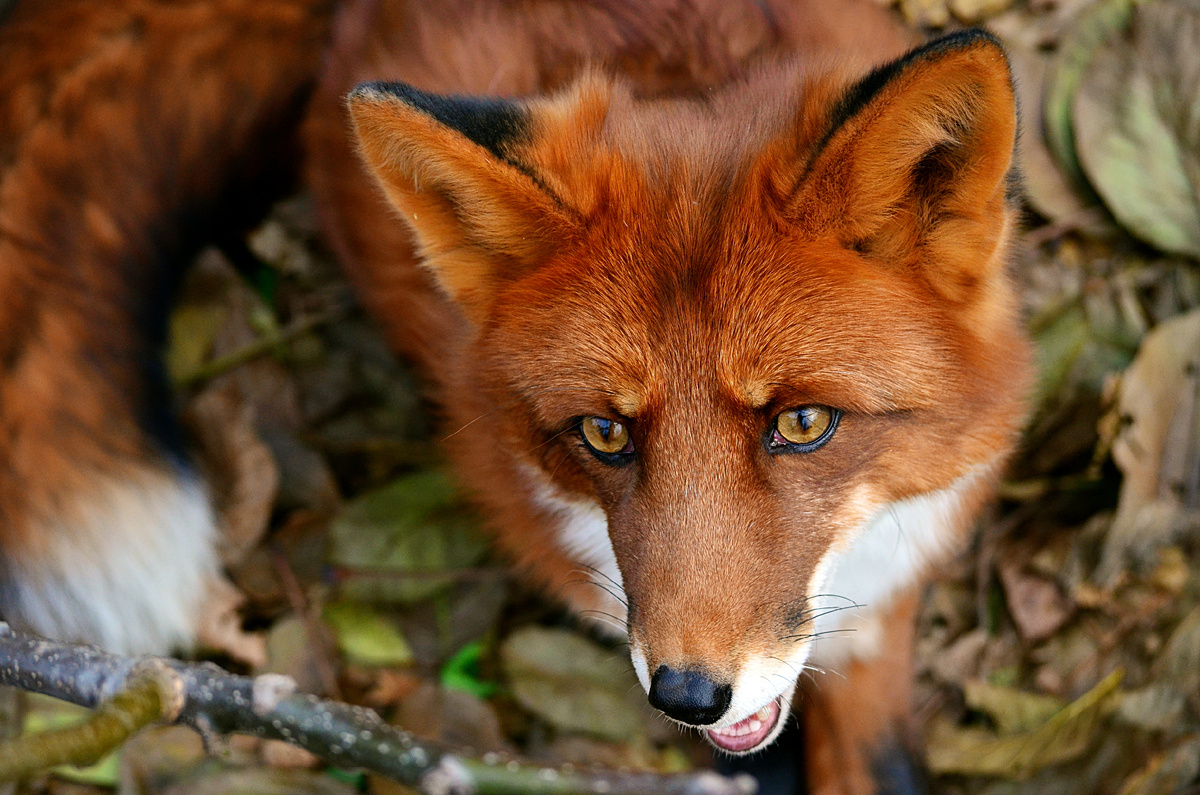Лис Альф - прирожденный охотник