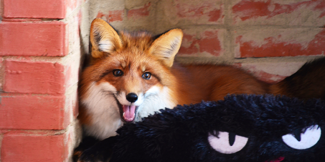 Лиса стала мамой. Дневник лисы