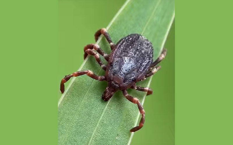 В Пермский край поступило 358 тысяч доз вакцины от клещевого энцефалита