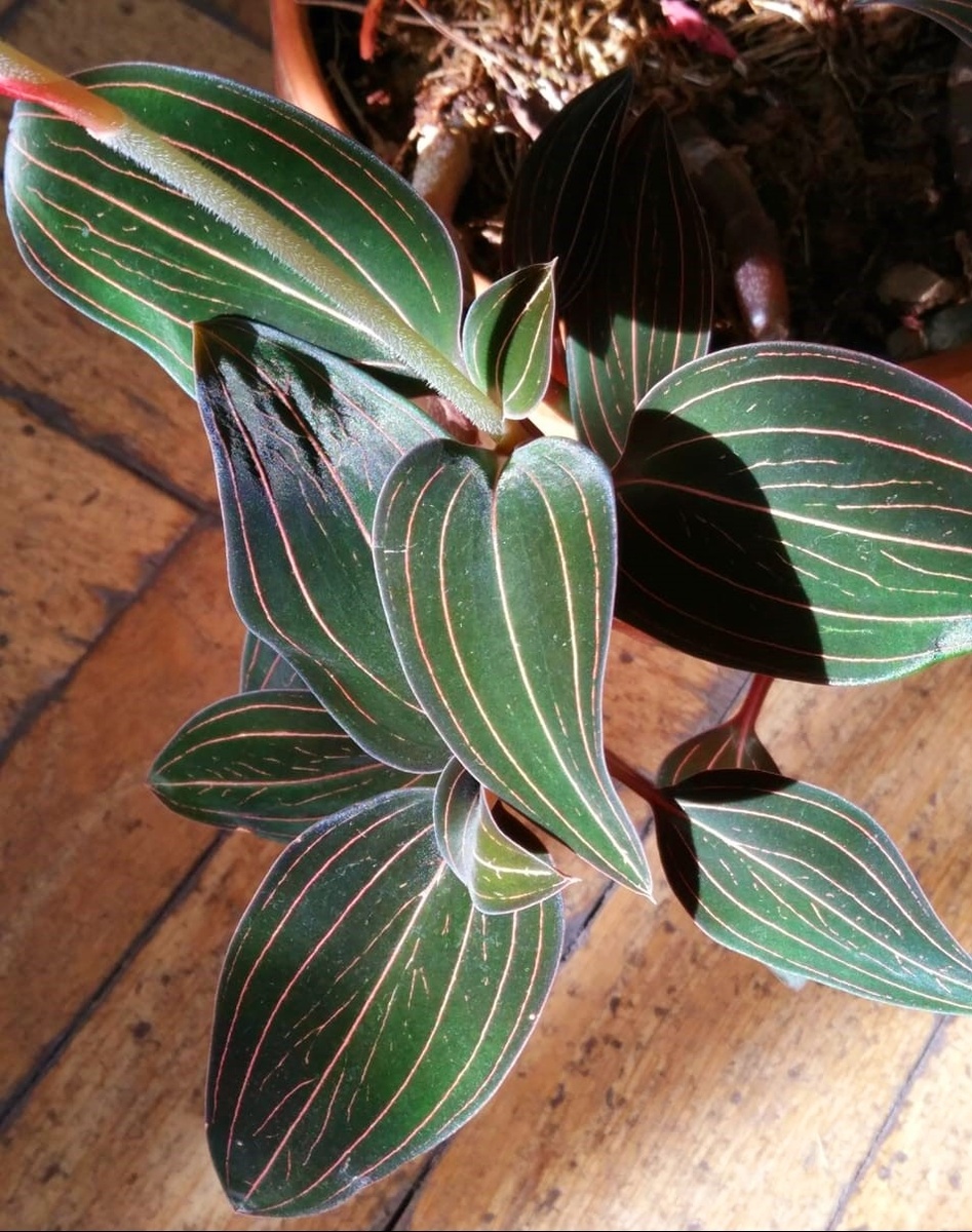 Драгоценные листья лудизии