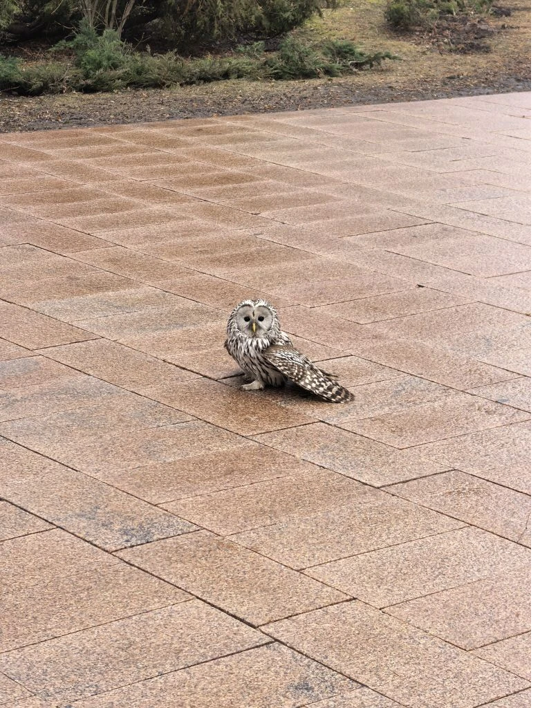    Сотрудники нижегородского правительства спасли сову