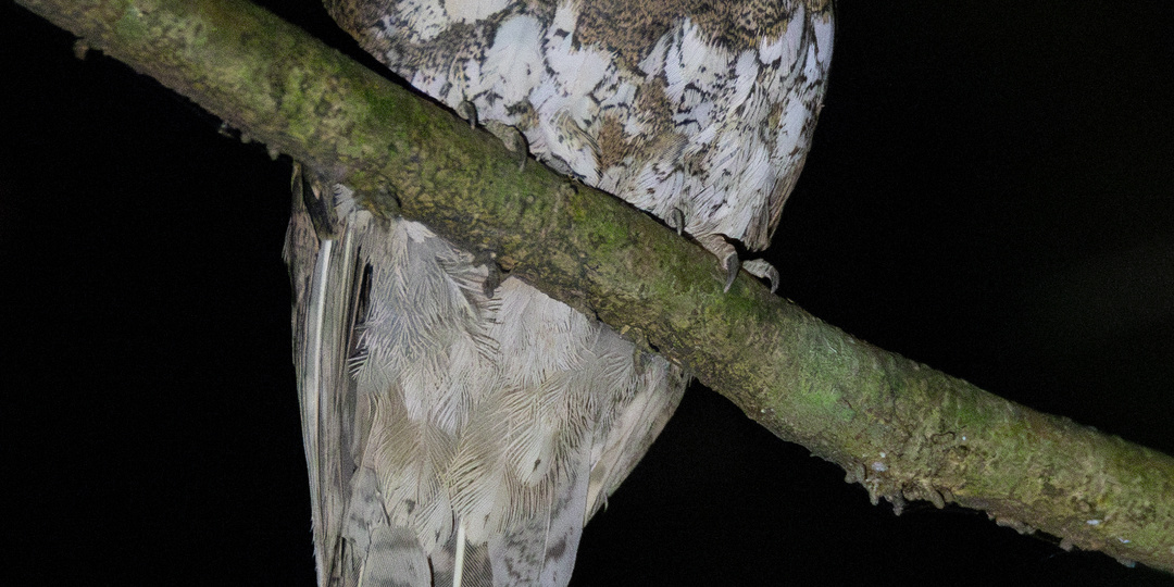 Палаванский лягушкорот