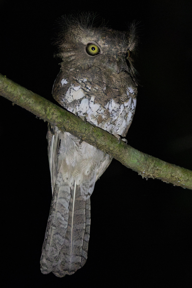 Палаванский лягушкорот. Фото автора. Листайте галерею вправо