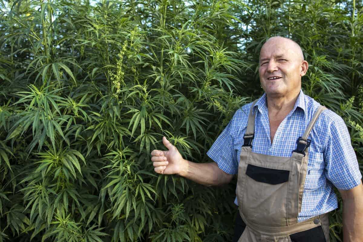    Successful production of cannabis plant. Александр Петров