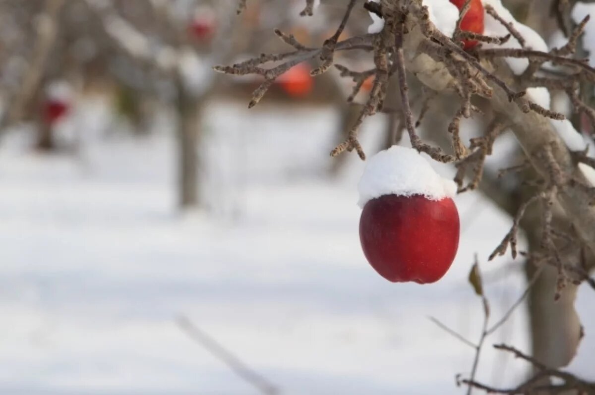    Агроном Удовикина рассказала, чем в апреле обработать плодовые и хвойники