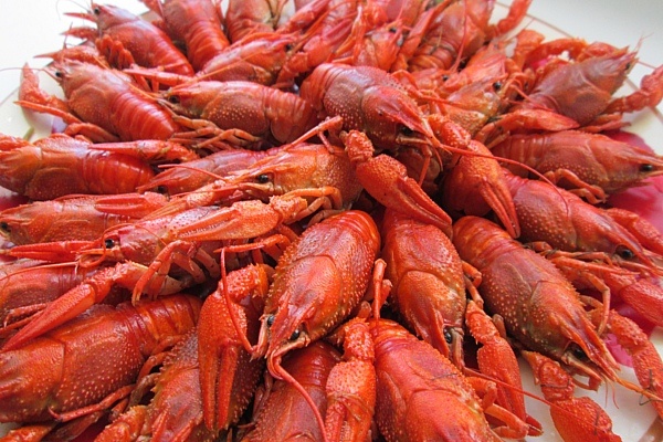    Фото Елены Меркуловой. admin