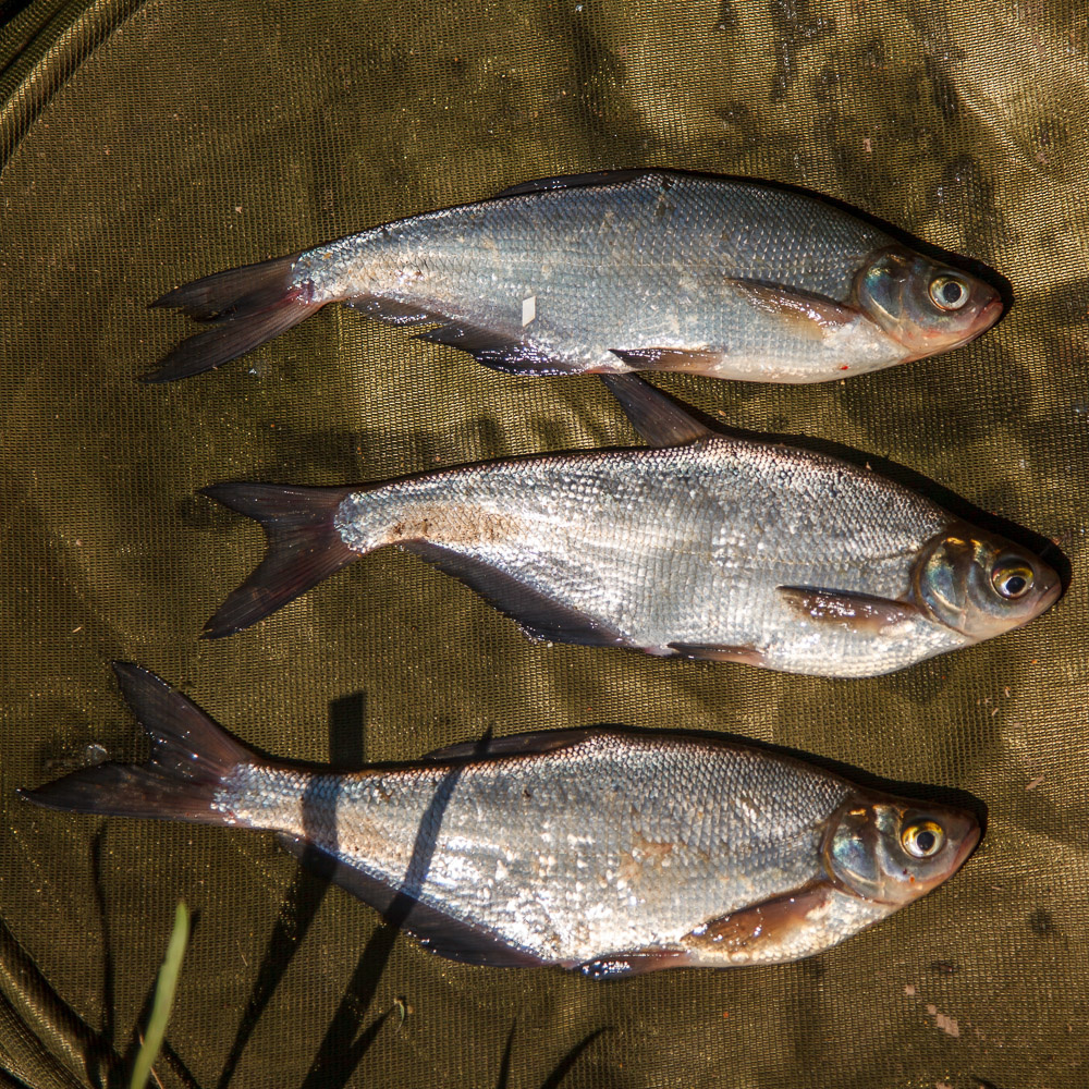 Синец, у нас "сопа"