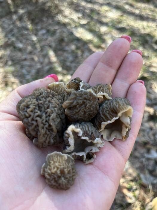 Одни из первых съедобных грибов выросли в лесах Псковской области
Фото: Людмила Иванова