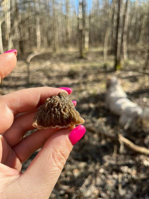 Одни из первых съедобных грибов выросли в лесах Псковской области
Фото: Людмила Иванова