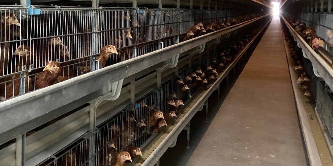 "Птицефабрика Чайковская" расскрыла секрет промышленного рациона кур-несушек