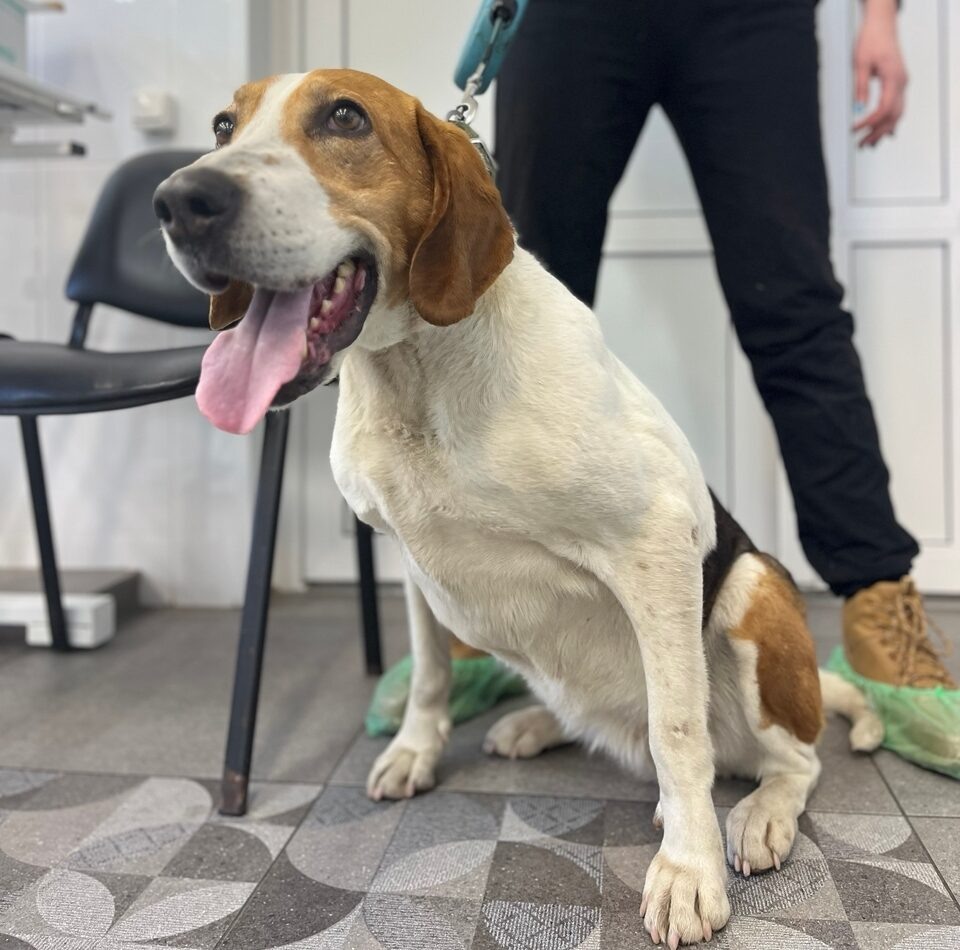    Фото: Республиканский центр ветеринарии (Карелия)