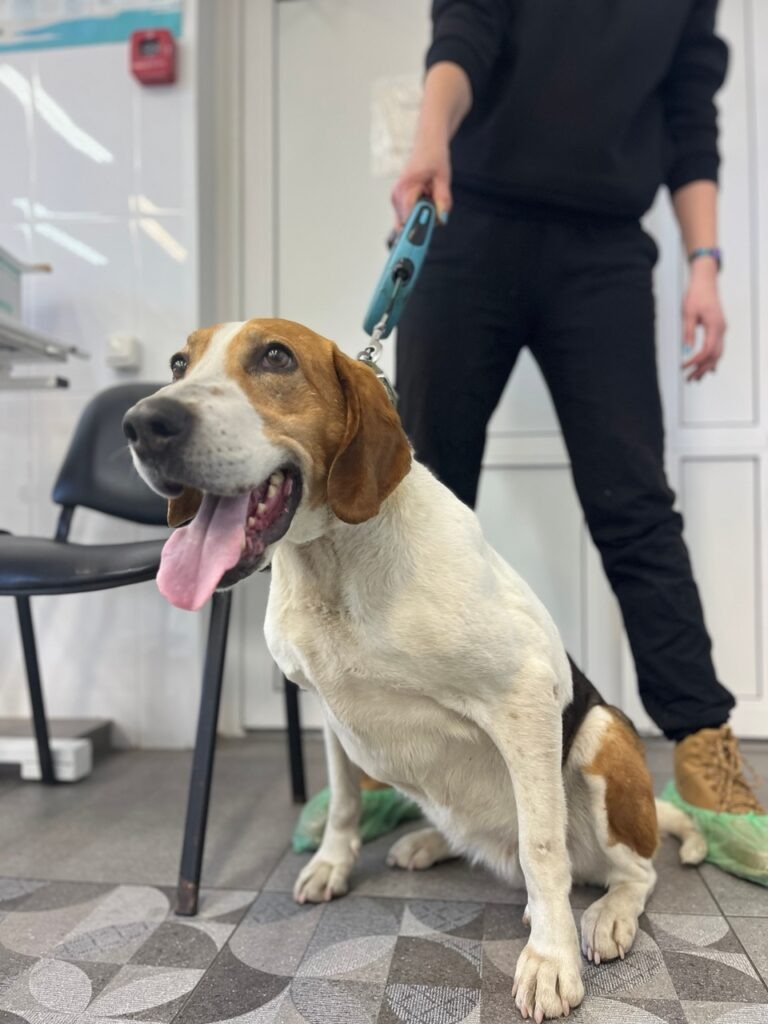    Фото: Республиканский центр ветеринарии (Карелия)