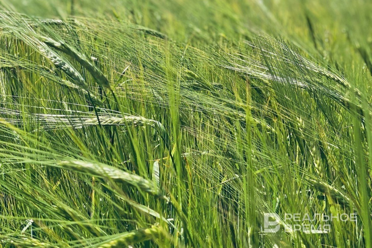   Реальное время / realnoevremya.ru