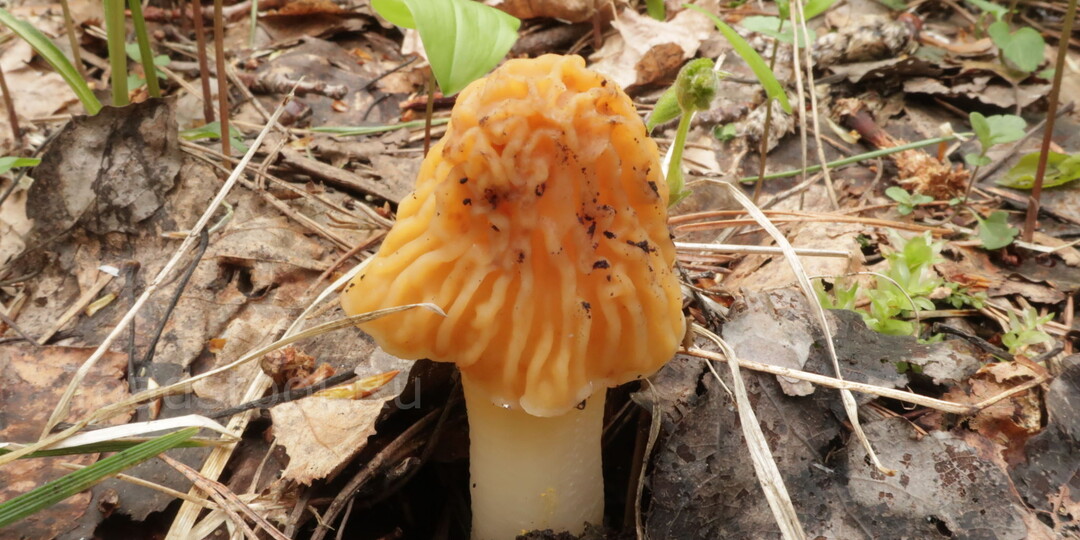 Сморчки и шапки из-под снега? Серьёзно? Что творится в природе?!