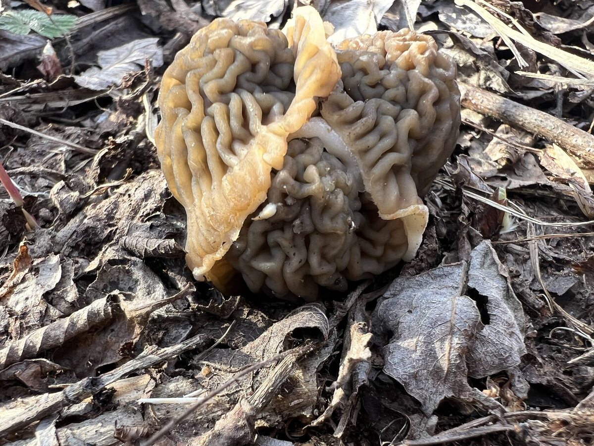 Трёхголовая шапочка. Это норма (фото Лидии Бам)