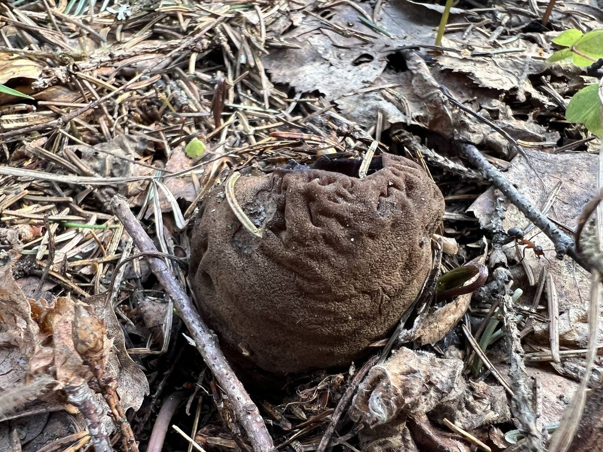 У саркосомы что, уже май? (фото Лидии Бам)