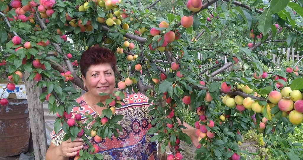 Болезни косточковых культур