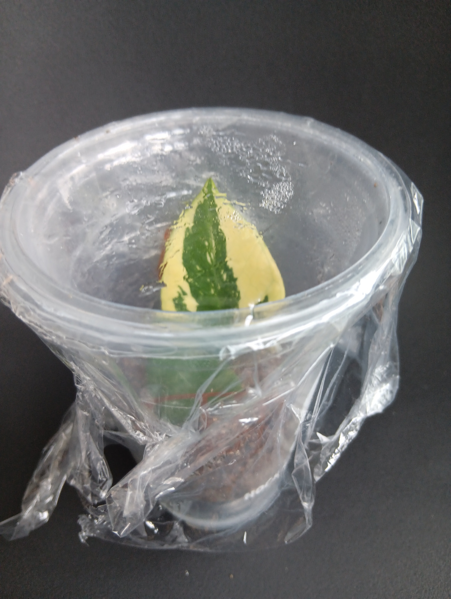 Тепличка из подручных средств