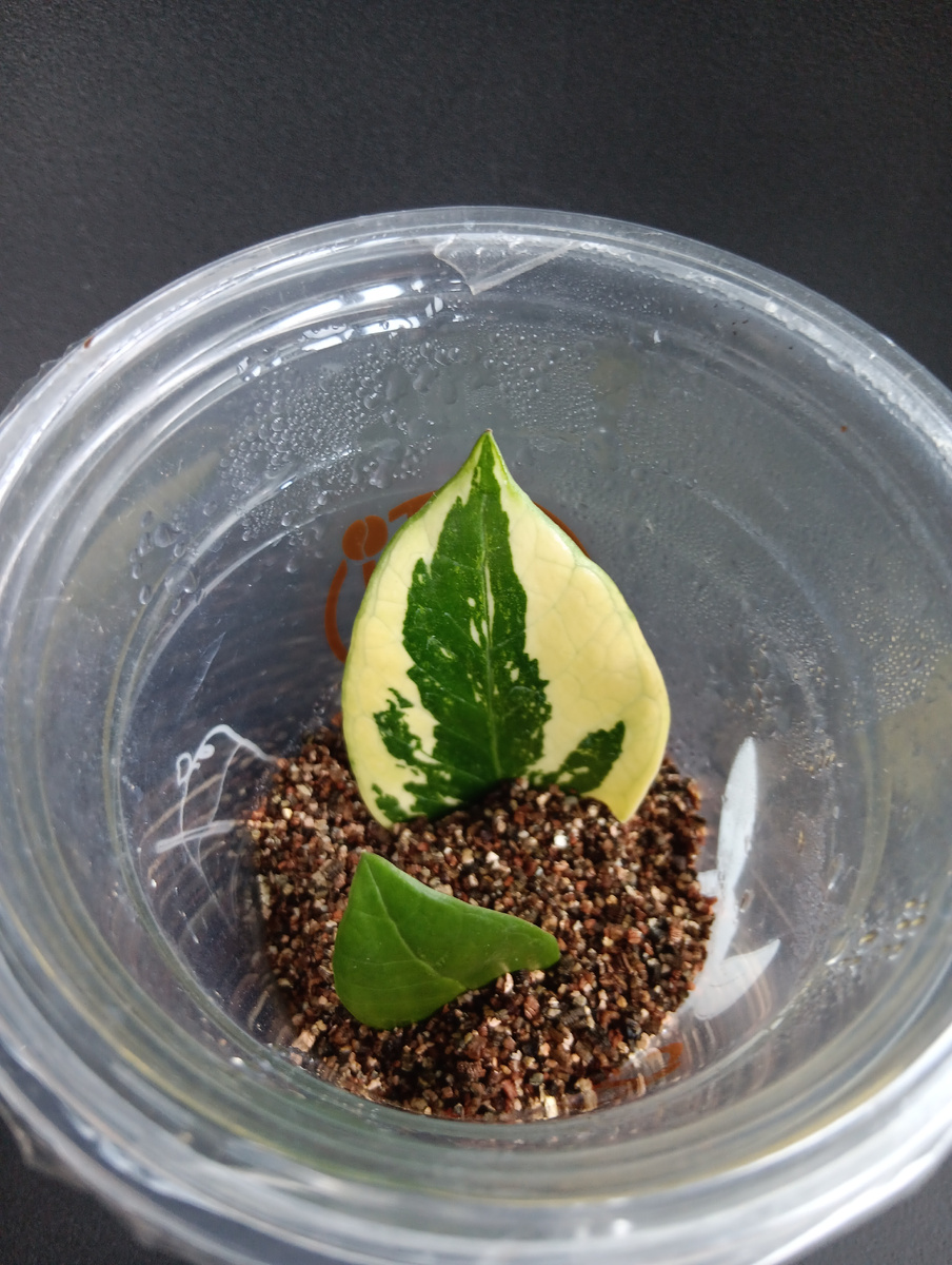 В плёнке проделаны несколько отверстий зубочисткой