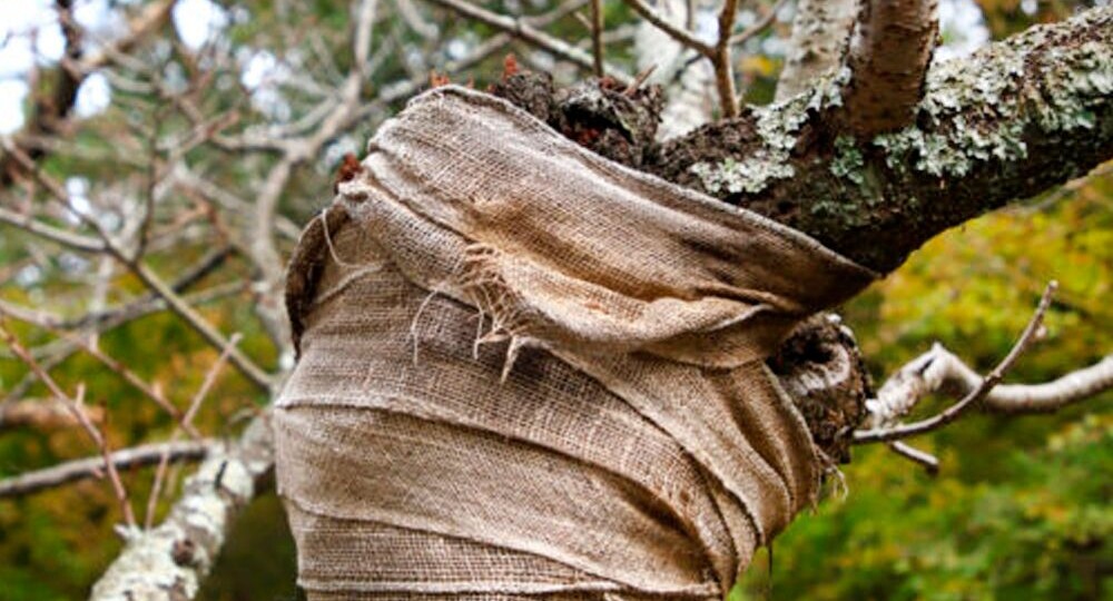 Проверка и лечение повреждений деревьев после зимы