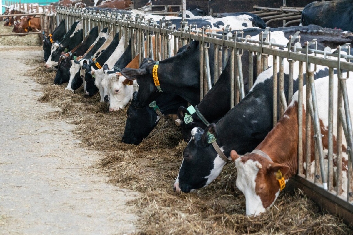 В задачи «Российской биологической промышленной компании» войдут научно-исследовательские работы в биотехнологии, разработка и внедрение в производство новых видов ветеринарных препаратов. Источник: официальный сайт Правительства Московской области.